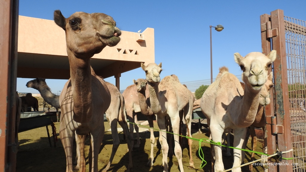 marché aux chameaux Al Ain
