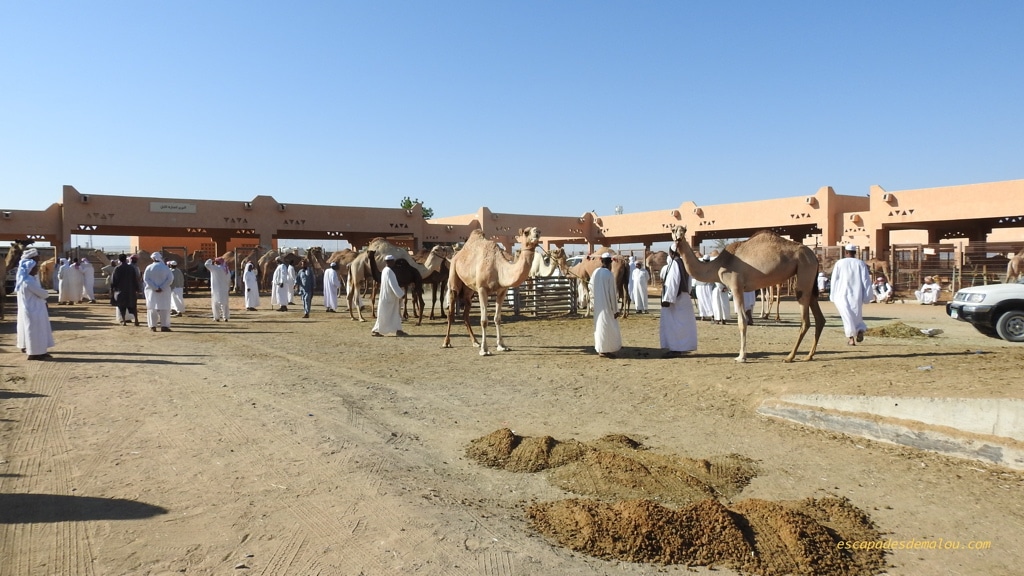 marché aux chameaux Al Ain