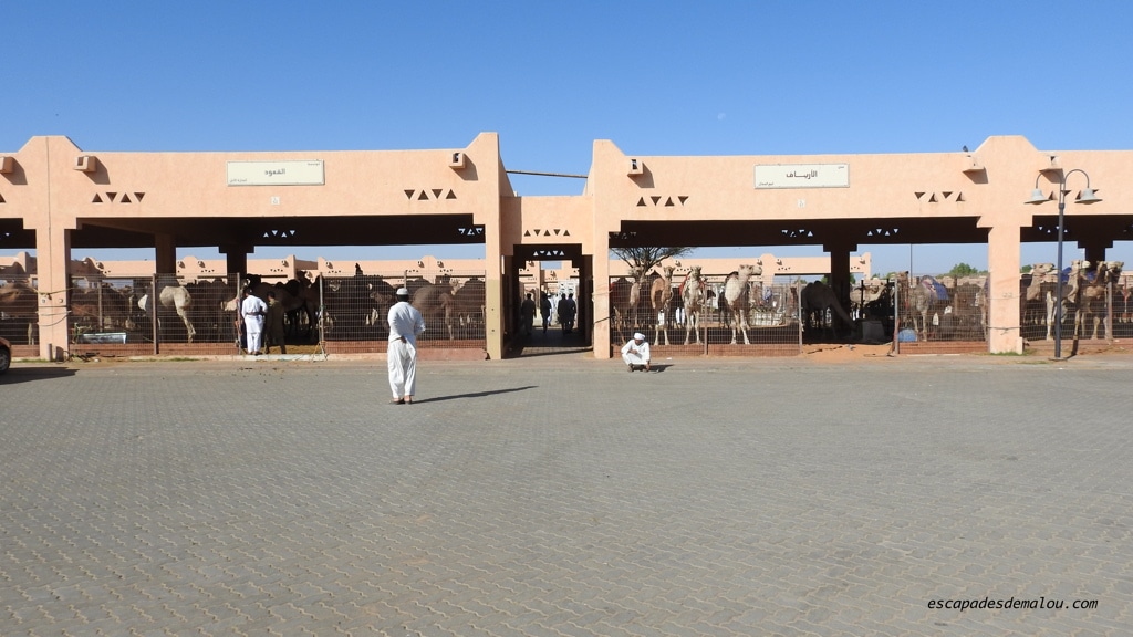 marché aux chameaux Al Ain