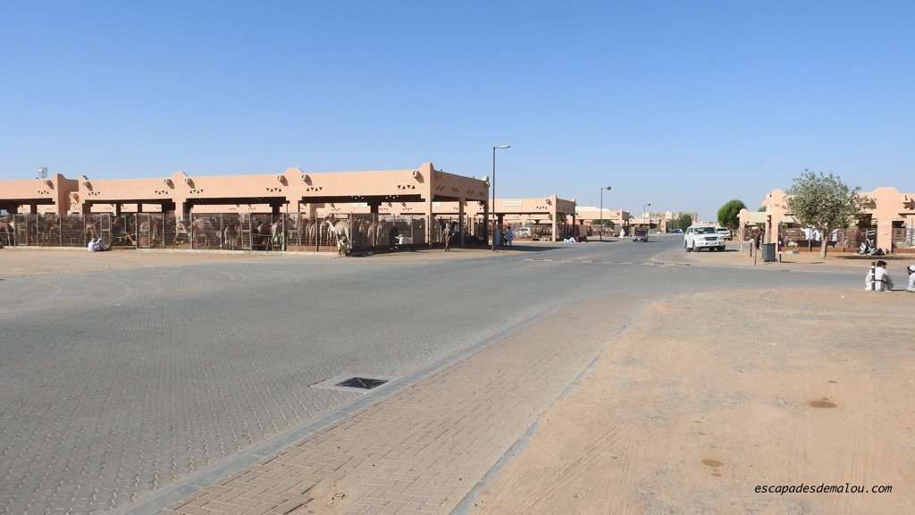 marché aux chameaux Al Ain