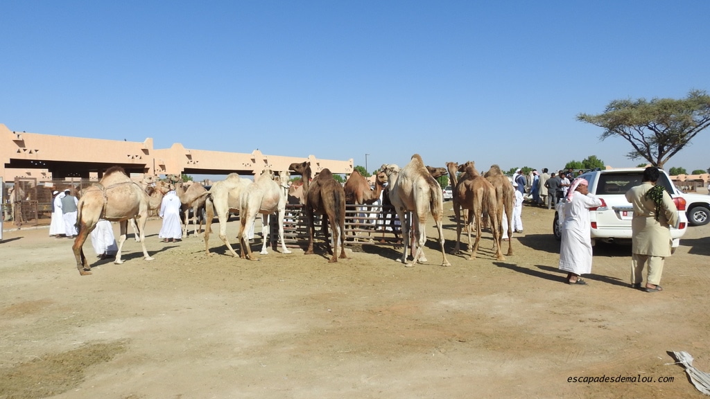 marché aux chameaux Al Ain