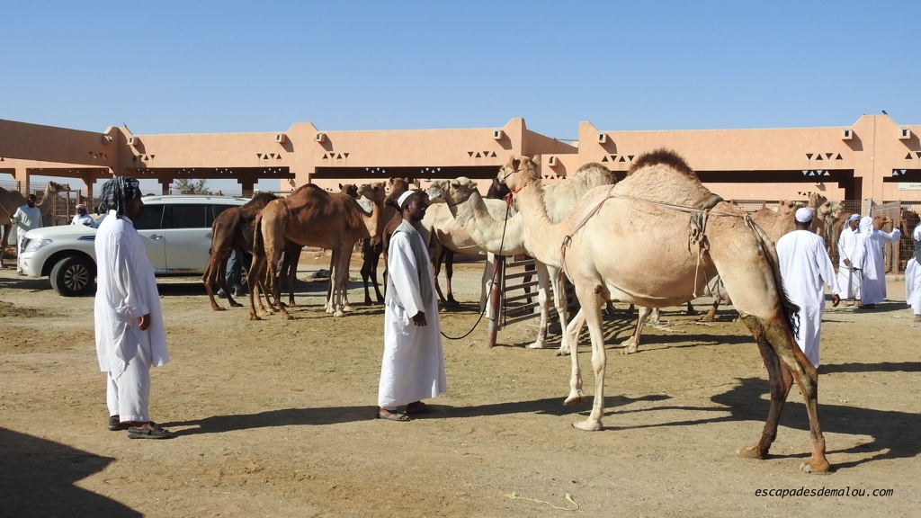 marché aux chameaux Al Ain