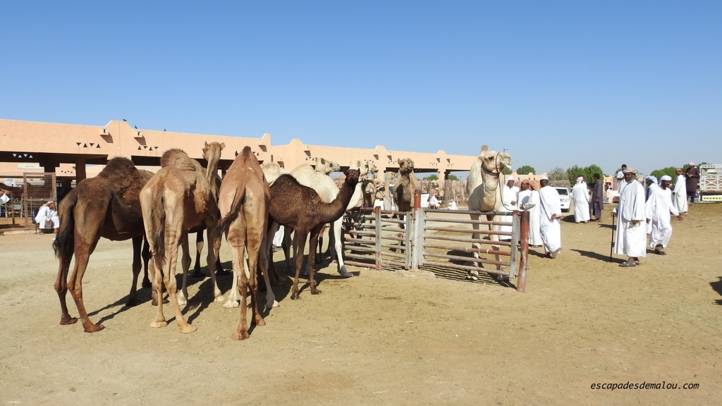 marché aux chameaux Al Ain