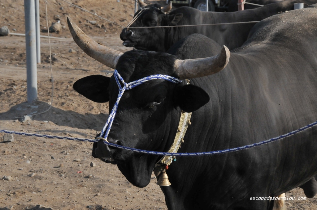 https://escapadesdemalou.com/combats-de-taureaux-fujairah/