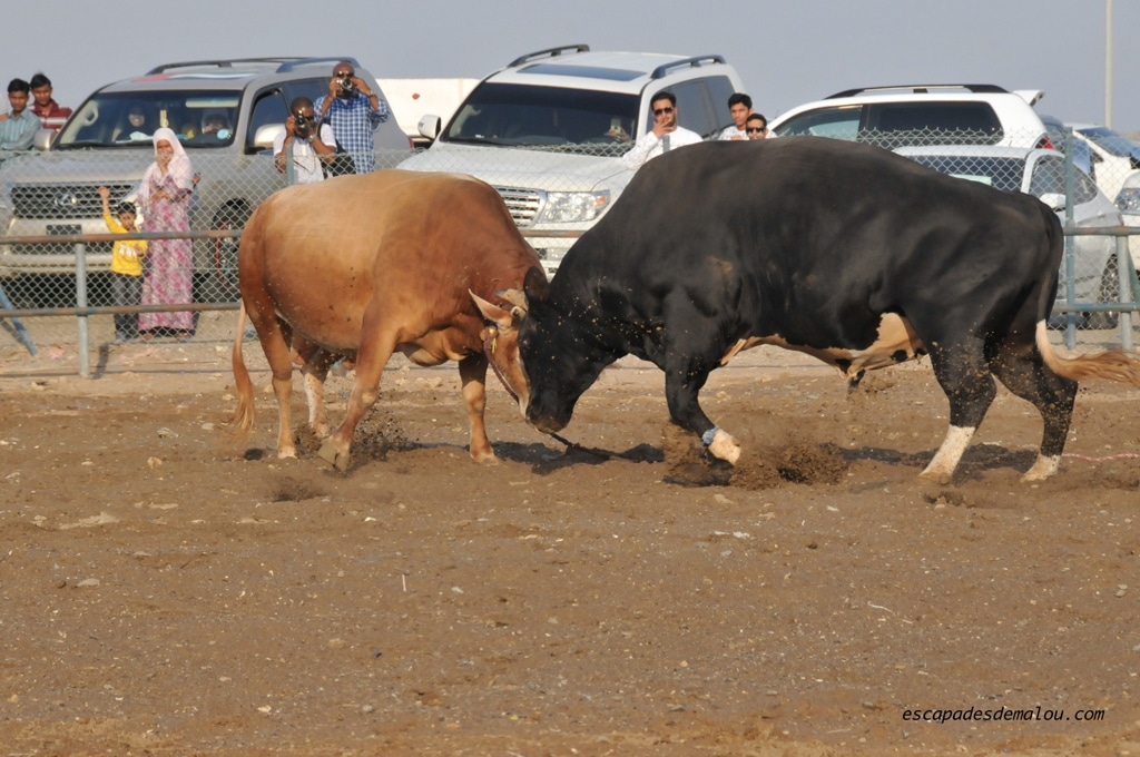 https://escapadesdemalou.com/combats-de-taureaux-fujairah/