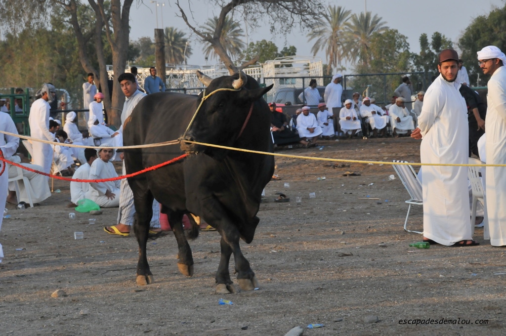 https://escapadesdemalou.com/combats-de-taureaux-fujairah/