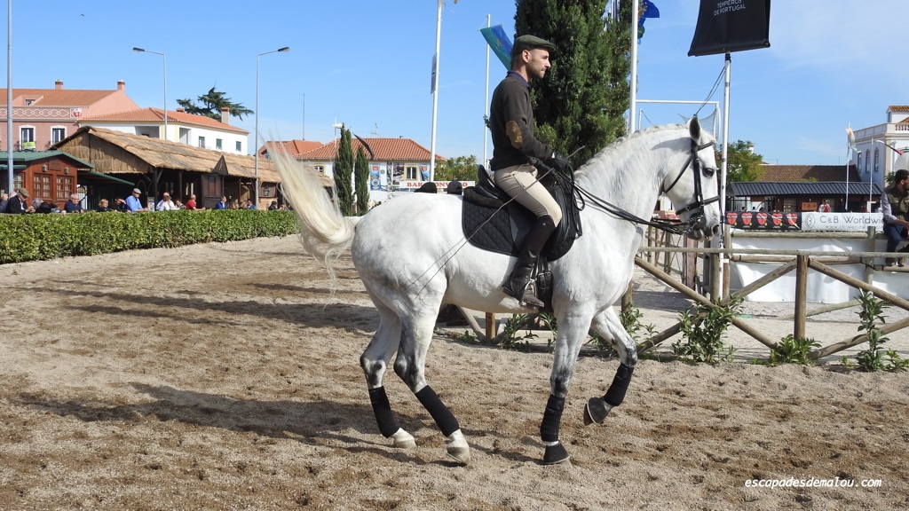 https://escapadesdemalou.com/2017/11/la-foire-nationale-du-cheval-a-golega/