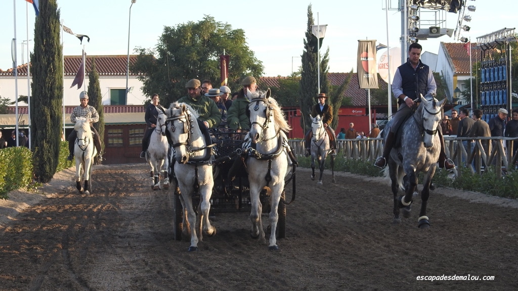 https://escapadesdemalou.com/2017/11/la-foire-nationale-du-cheval-a-golega/