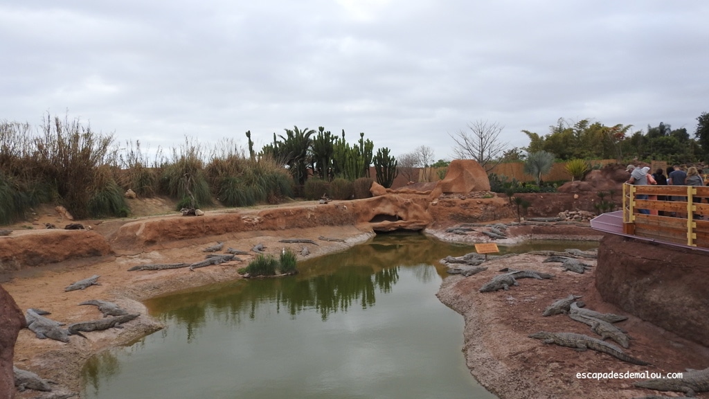 https://escapadesdemalou.com/2018/04/crocoparc-agadir/