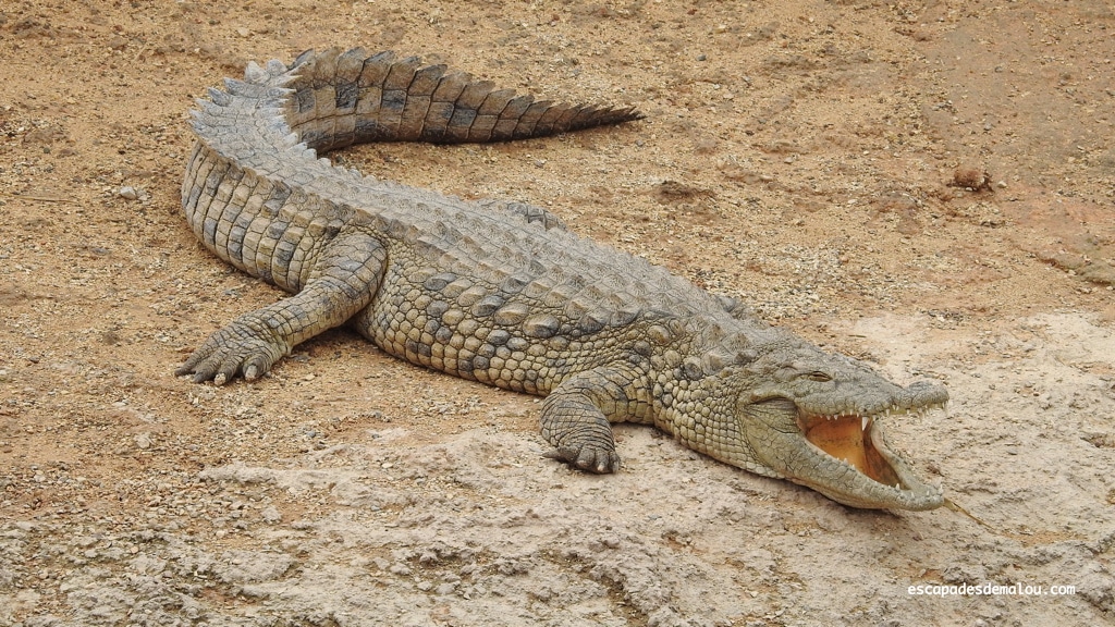 https://escapadesdemalou.com/2018/04/crocoparc-agadir/
