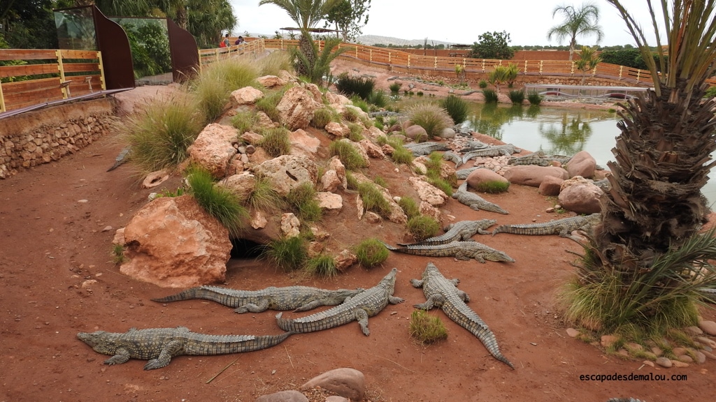 https://escapadesdemalou.com/2018/04/crocoparc-agadir/