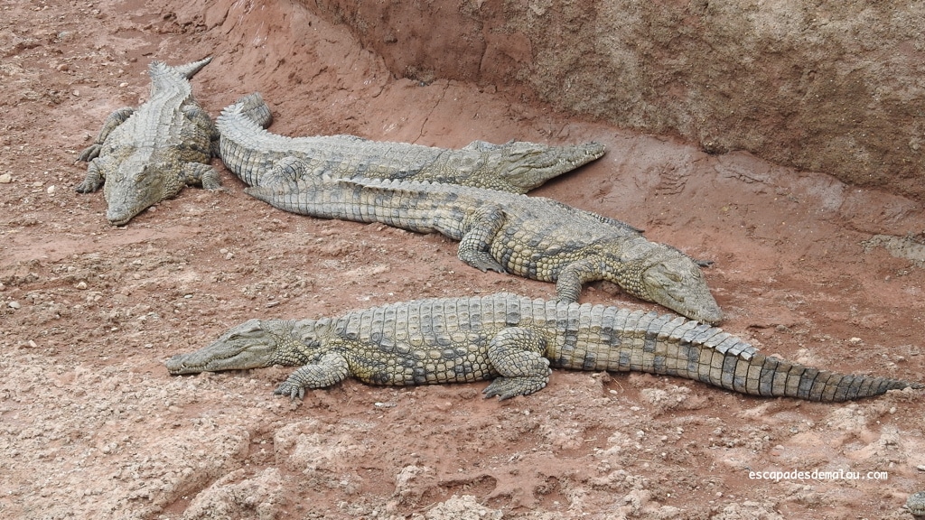 https://escapadesdemalou.com/2018/04/crocoparc-agadir/