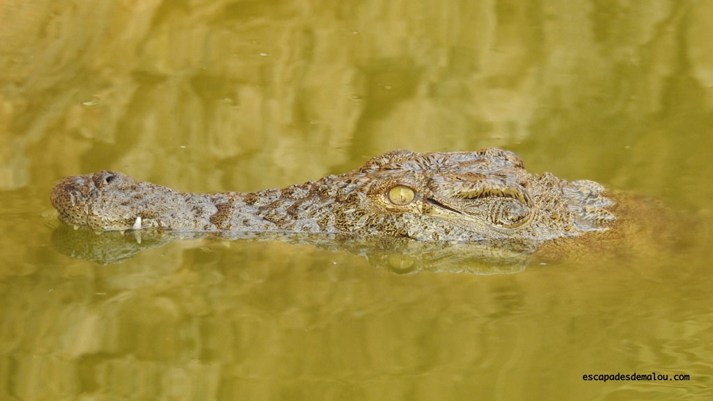 https://escapadesdemalou.com/2018/04/crocoparc-agadir/