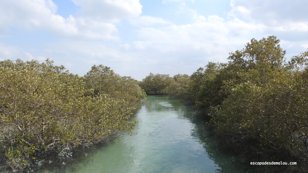 https://escapadesdemalou.com/parc-des-mangroves-abu-dhabi/