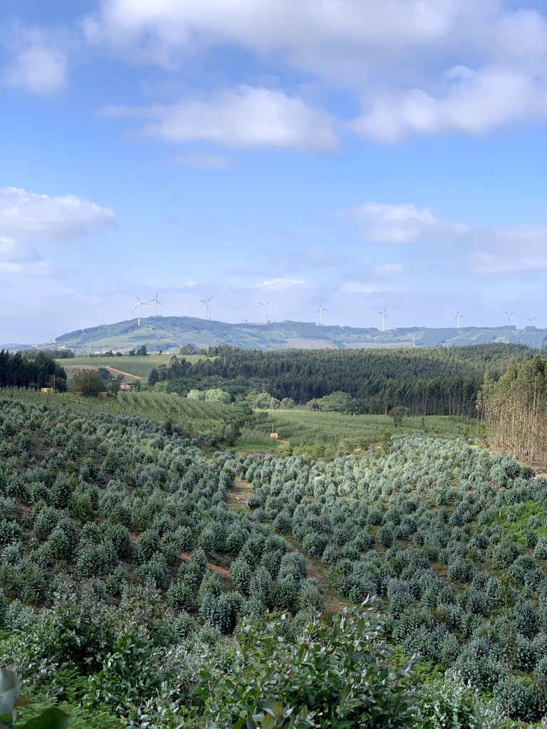 https://escapadesdemalou.com/leucalyptus-au-portugal/