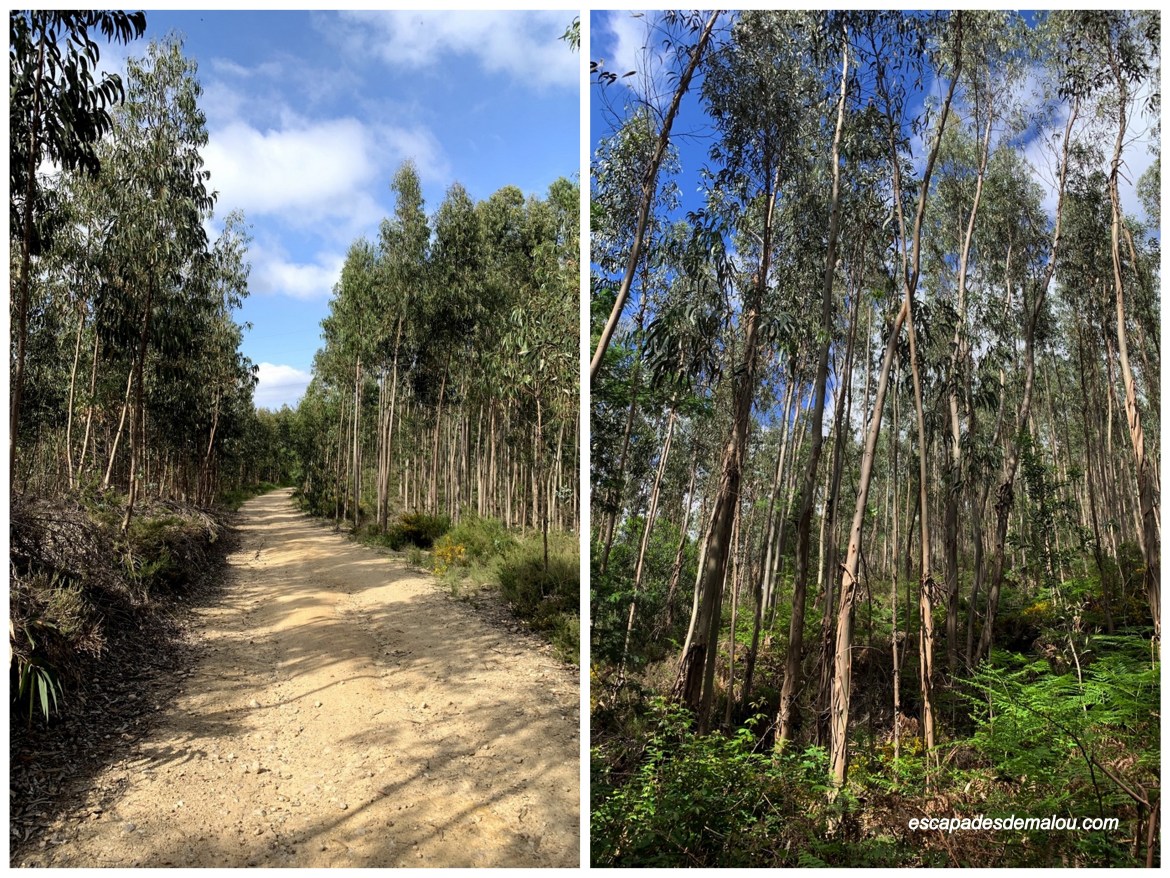 https://escapadesdemalou.com/leucalyptus-au-portugal/