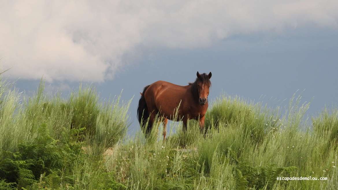 https://escapadesdemalou.com/le-garrano-un-petit-cheval-originaire-de-la-peninsule-iberique/