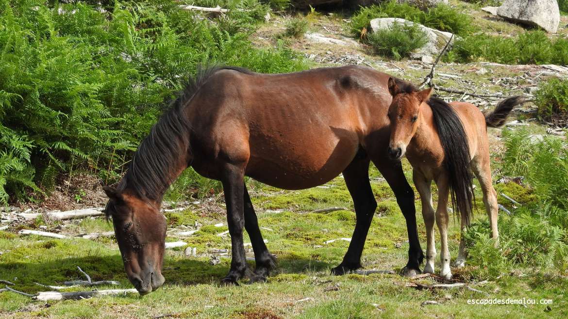 https://escapadesdemalou.com/le-garrano-un-petit-cheval-originaire-de-la-peninsule-iberique/