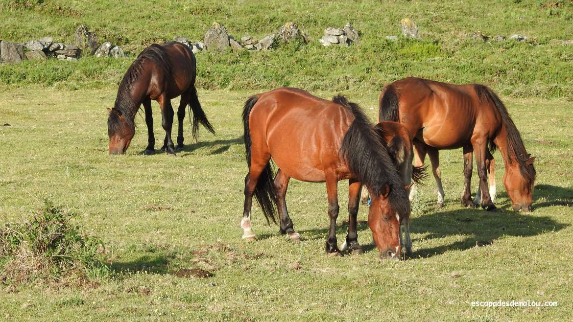 https://escapadesdemalou.com/le-garrano-un-petit-cheval-originaire-de-la-peninsule-iberique/