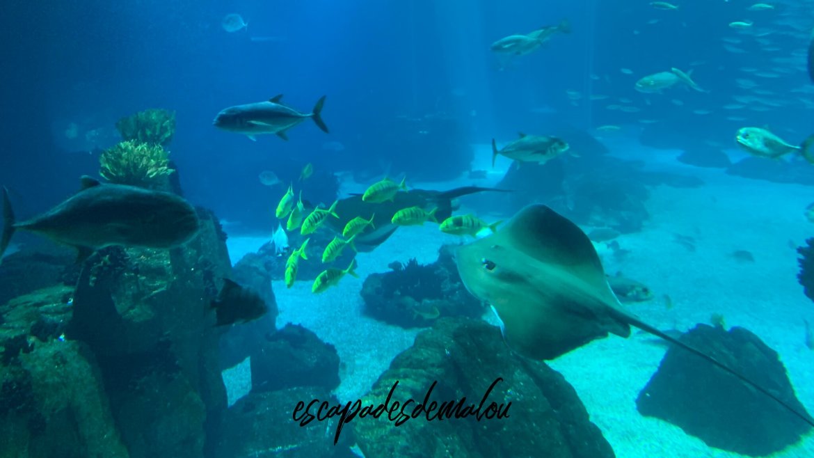 https://escapadesdemalou.com/loceanarium-de-lisbonne-lun-des-plus-grands-aquarium-deurope/