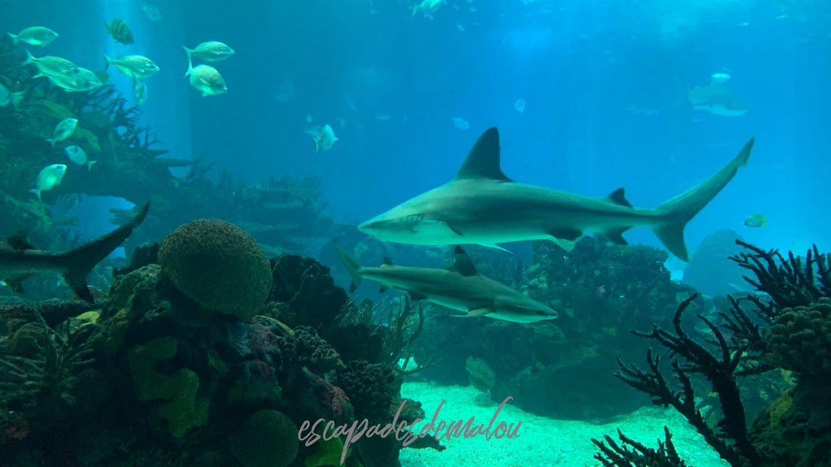 https://escapadesdemalou.com/loceanarium-de-lisbonne-lun-des-plus-grands-aquarium-deurope/